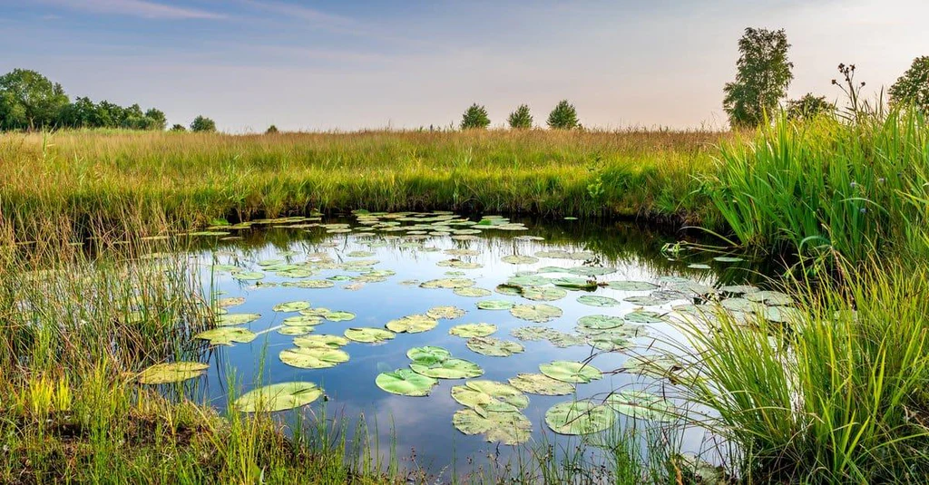Discover Premium Solar Pond Pumps and Equipment from Pondkeeper for Your Garden Oasis