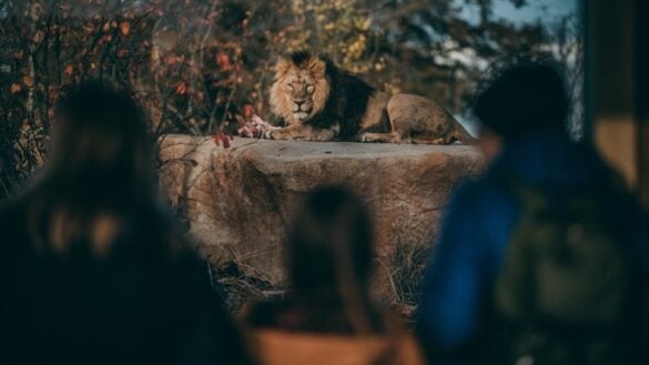 Family watching lions at Chester Zoo