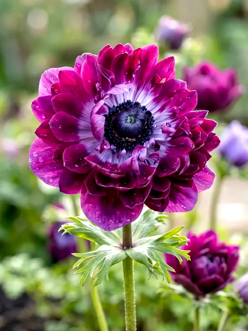 Burgundy Anemone Fullstar Bordeaux flower