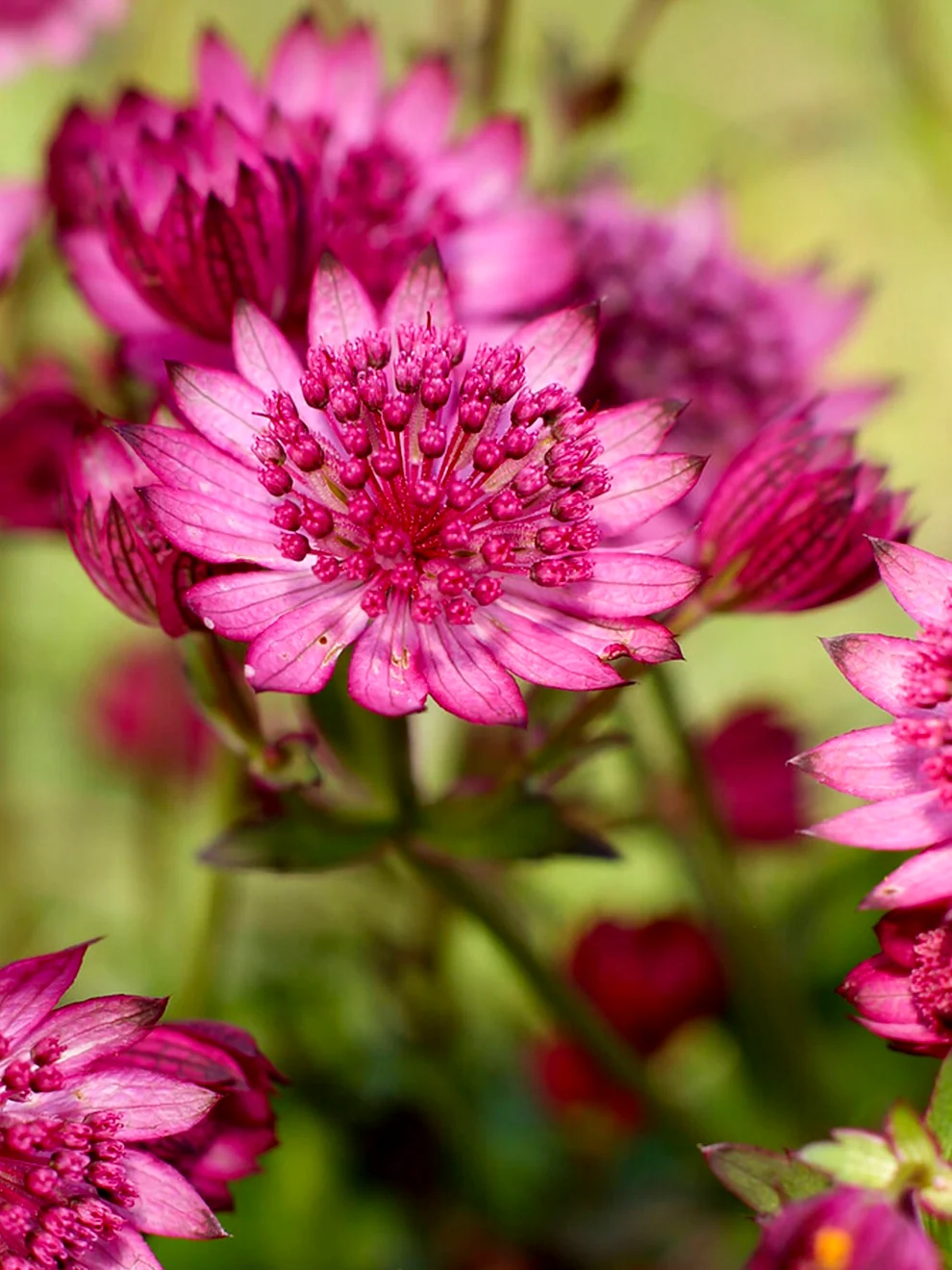 Pink Astrantia Cerise Button flower