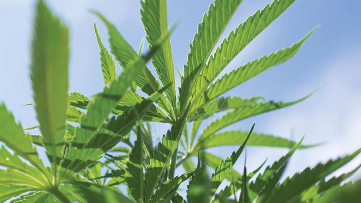 Binoid CBD Review: How Its THC Formats Suit Different Readers