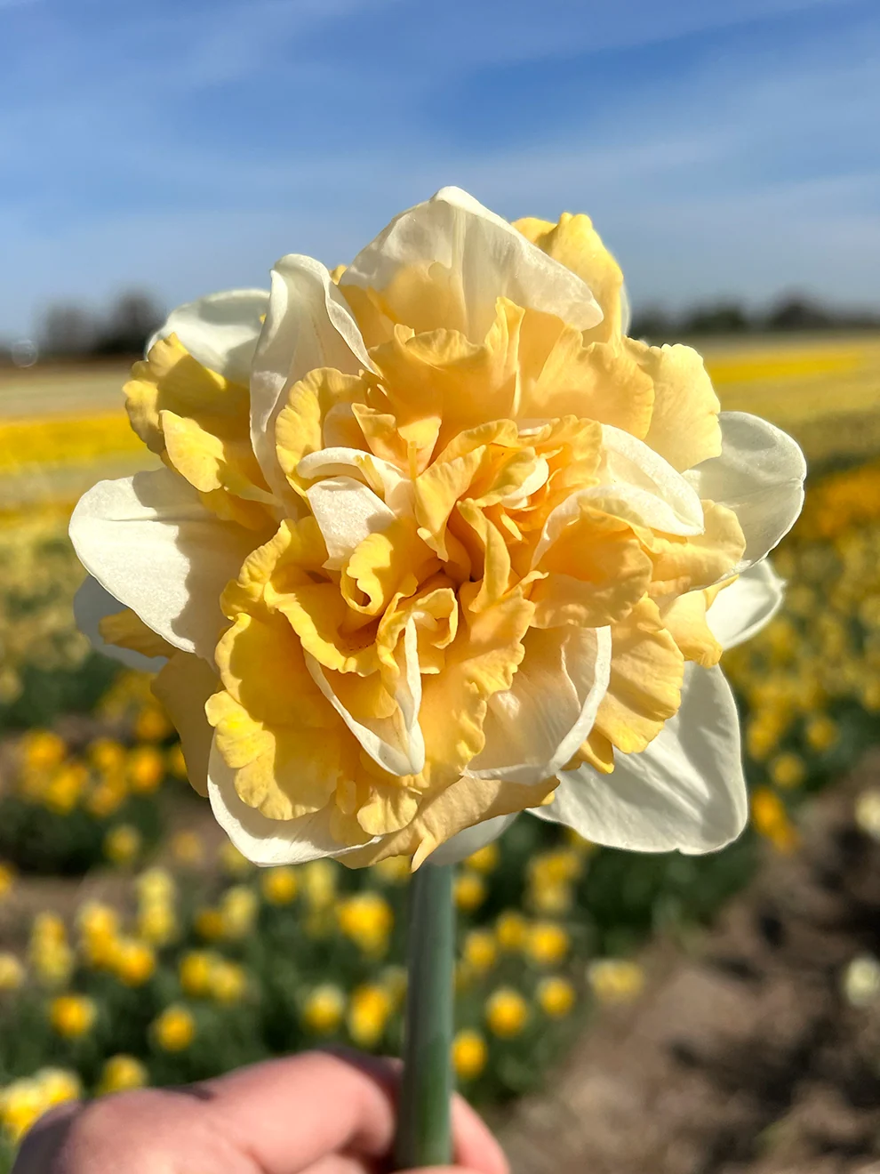 Peach and cream Daffodil Peach Prince blooms