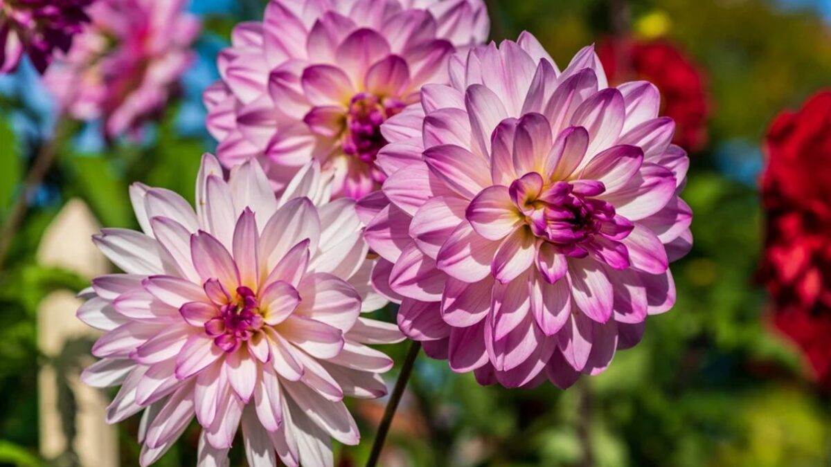 Dahlia Kick Off Review: Colour, Care and Who It Suits