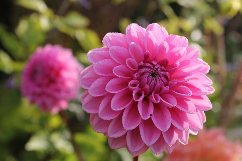 Dahlia blooms displayed as cut flowers