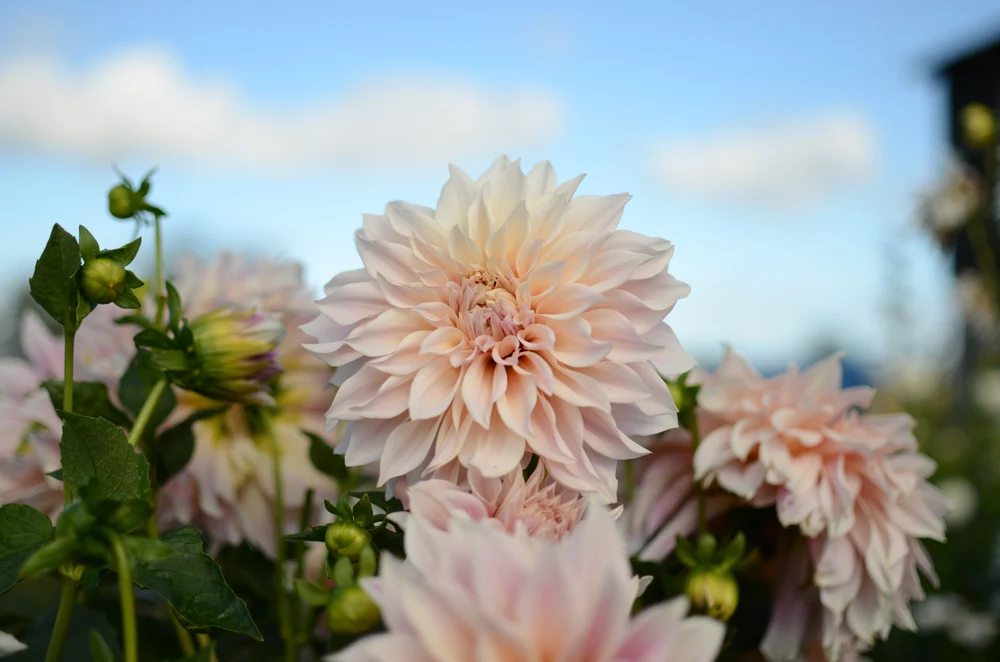 A close view of dahlia flowers