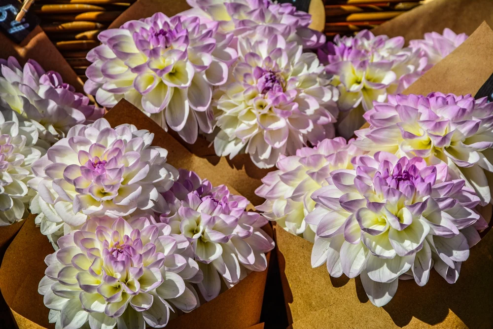 Dahlias growing together in a summer garden