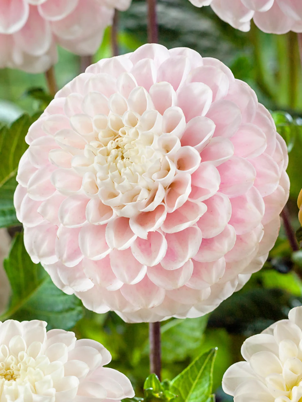Dahlia Wizard of Lightning flower