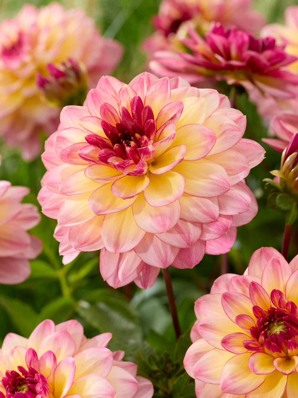 A Dahlia Zingaro flower with pale petals and lilac edging