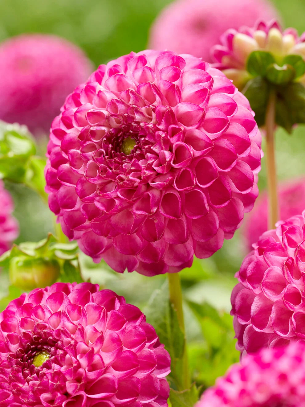 Pink pompon flowers on Dahlia Zippity Do Da
