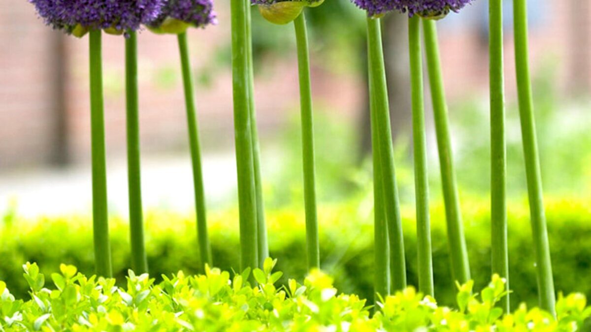 DutchGrown™ Bulb Buying Guide: How to Choose Spring Flowers for Your Garden
