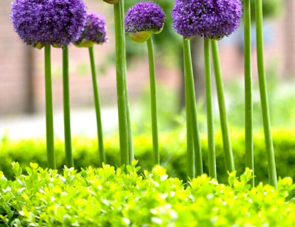 Purple Allium Gladiator flowers in a garden