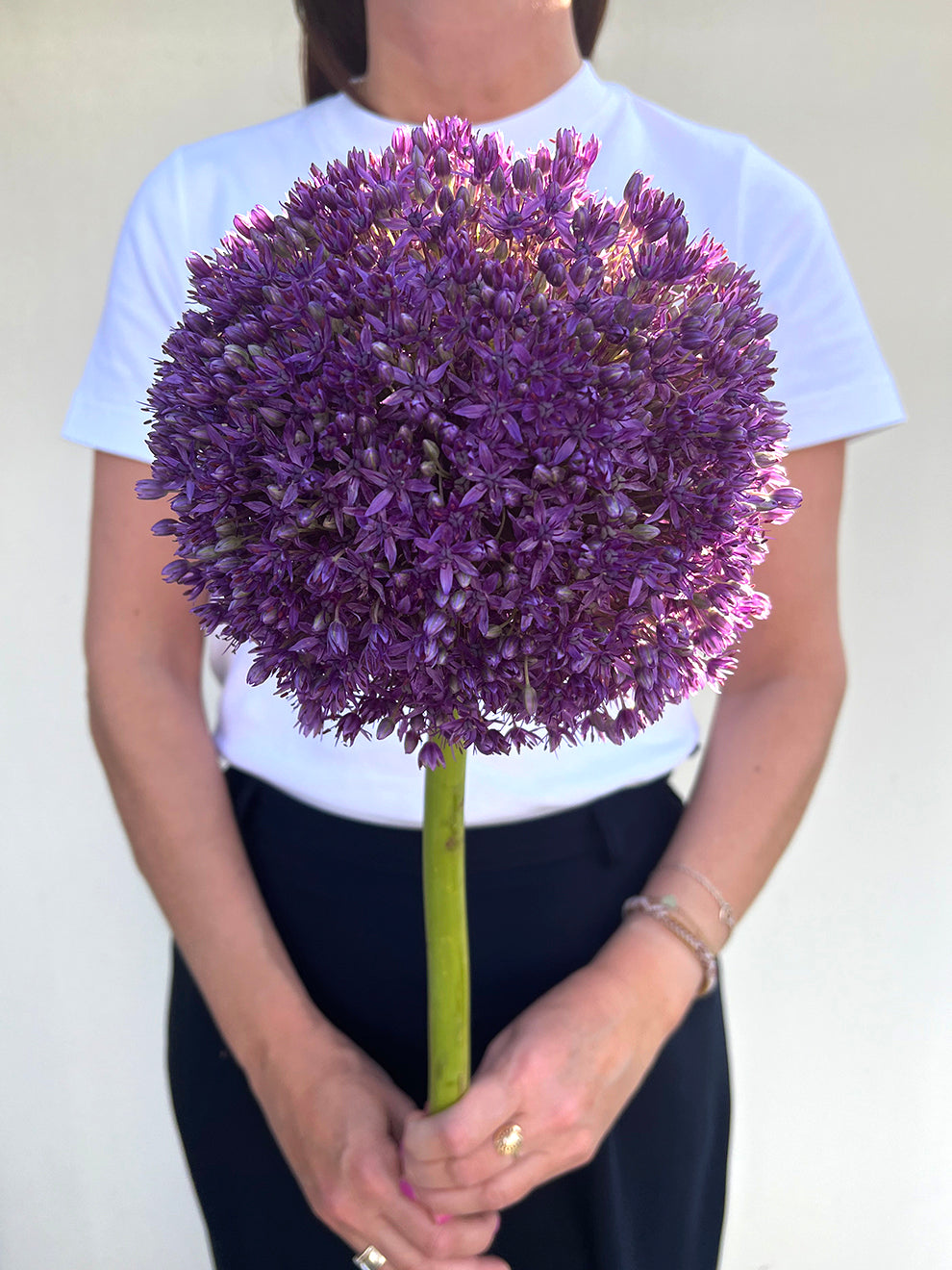 Large globe-shaped purple Allium Globemaster