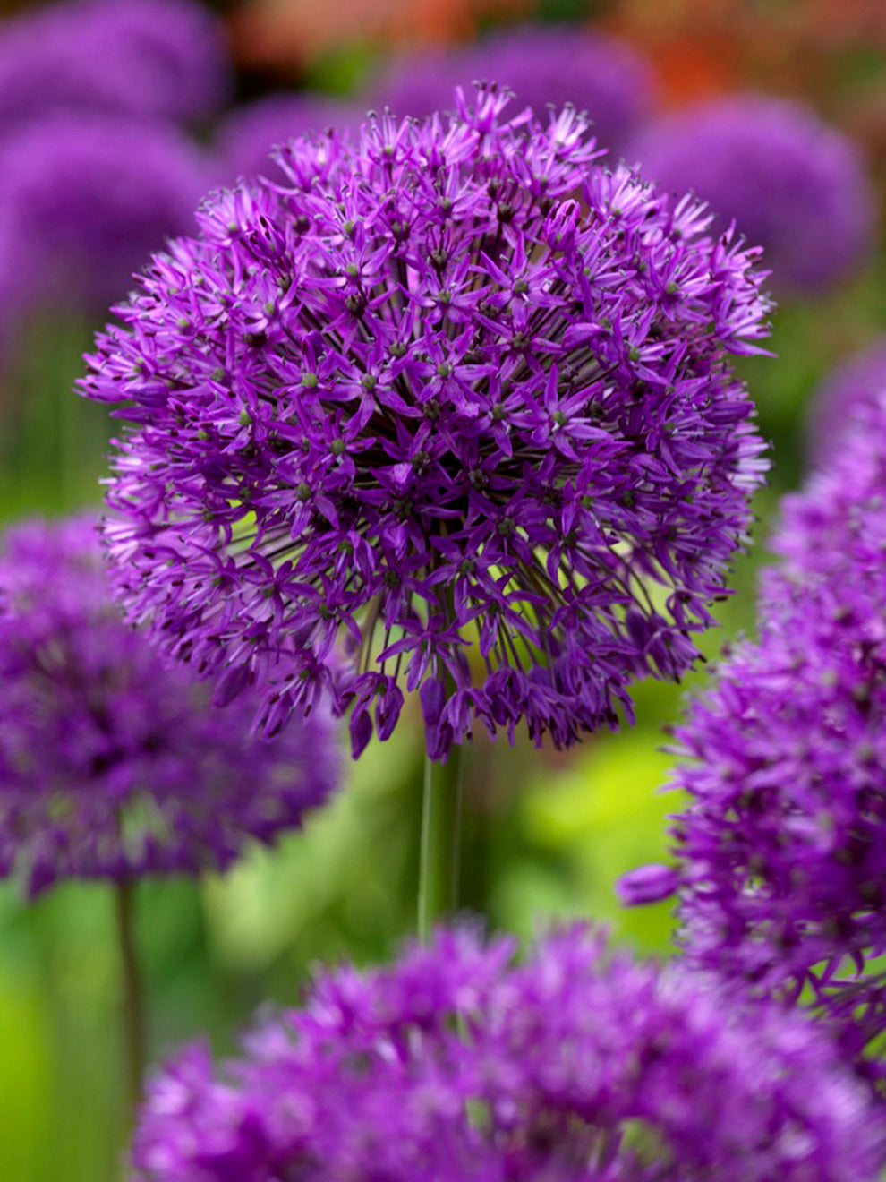 Round purple Allium Purple Sensation flowerheads