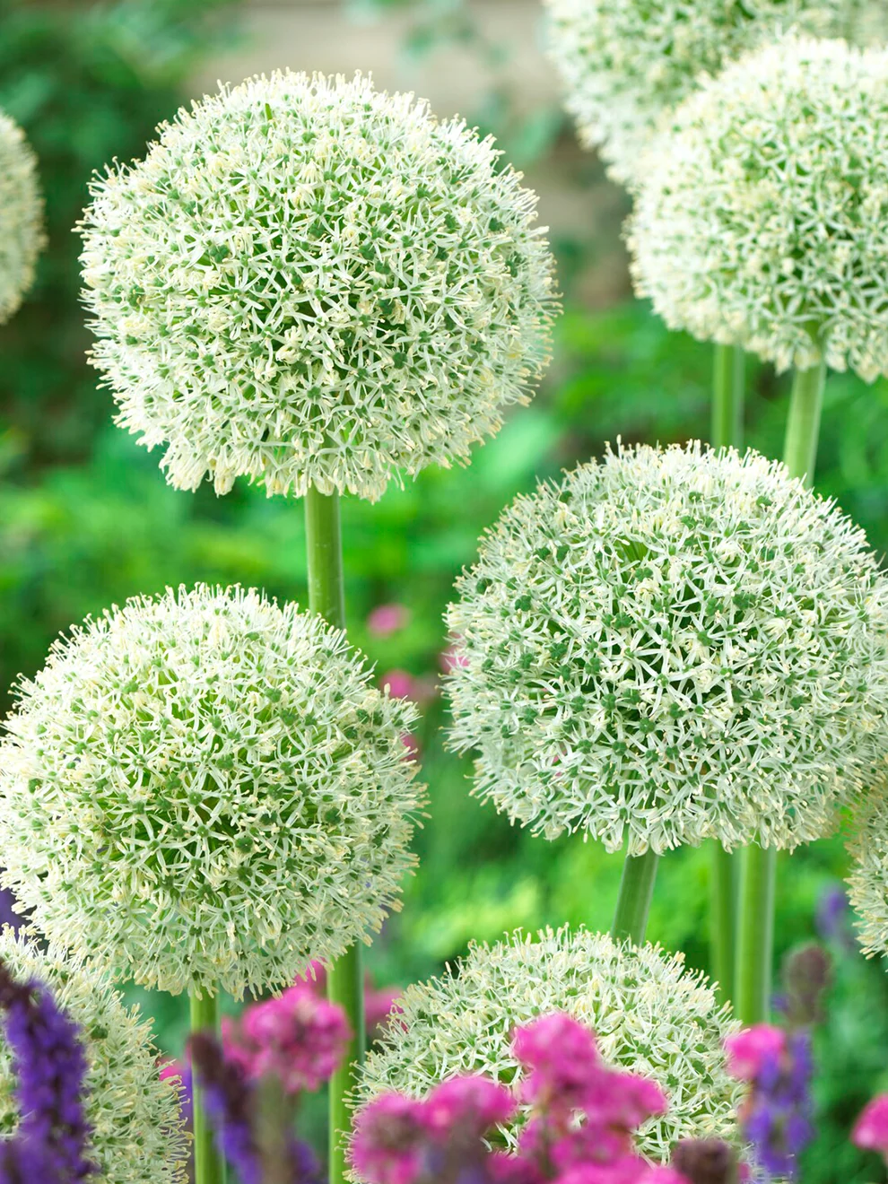 Round white flower head of Allium White Giant
