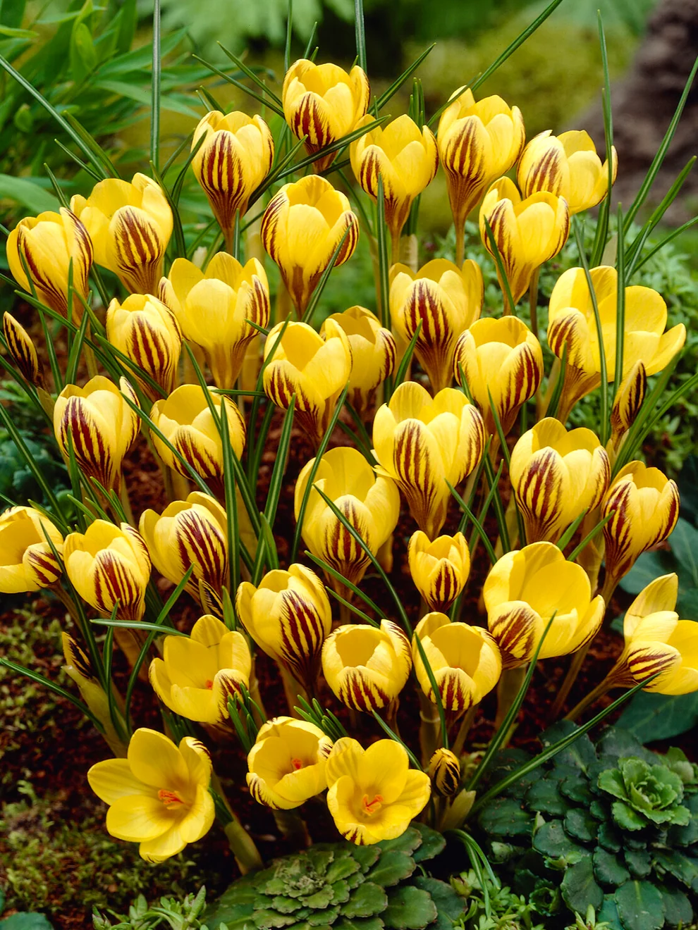 Golden Crocus Gipsy Girl with bronze markings