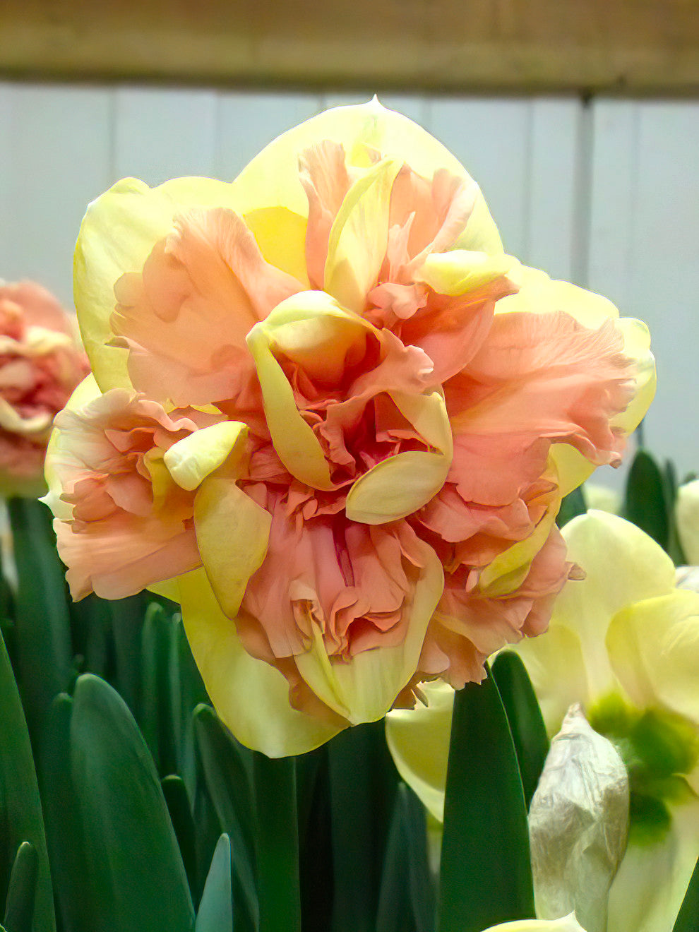 Double daffodil Bellabombe with peach and yellow petals