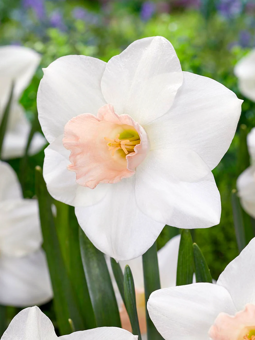 Daffodil Blushing Belle in soft spring colours