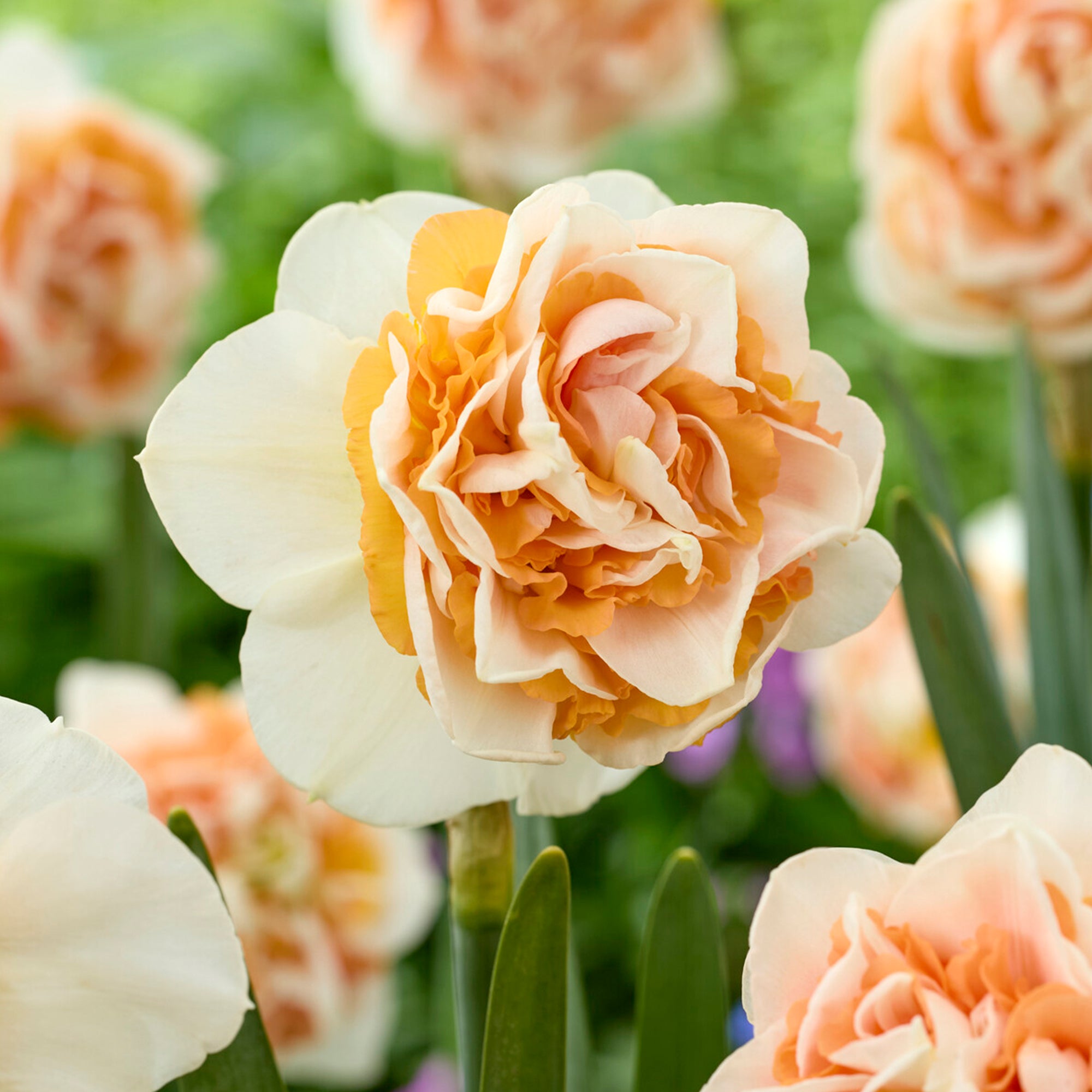 Ruffled cream and gold Daffodil Break Out
