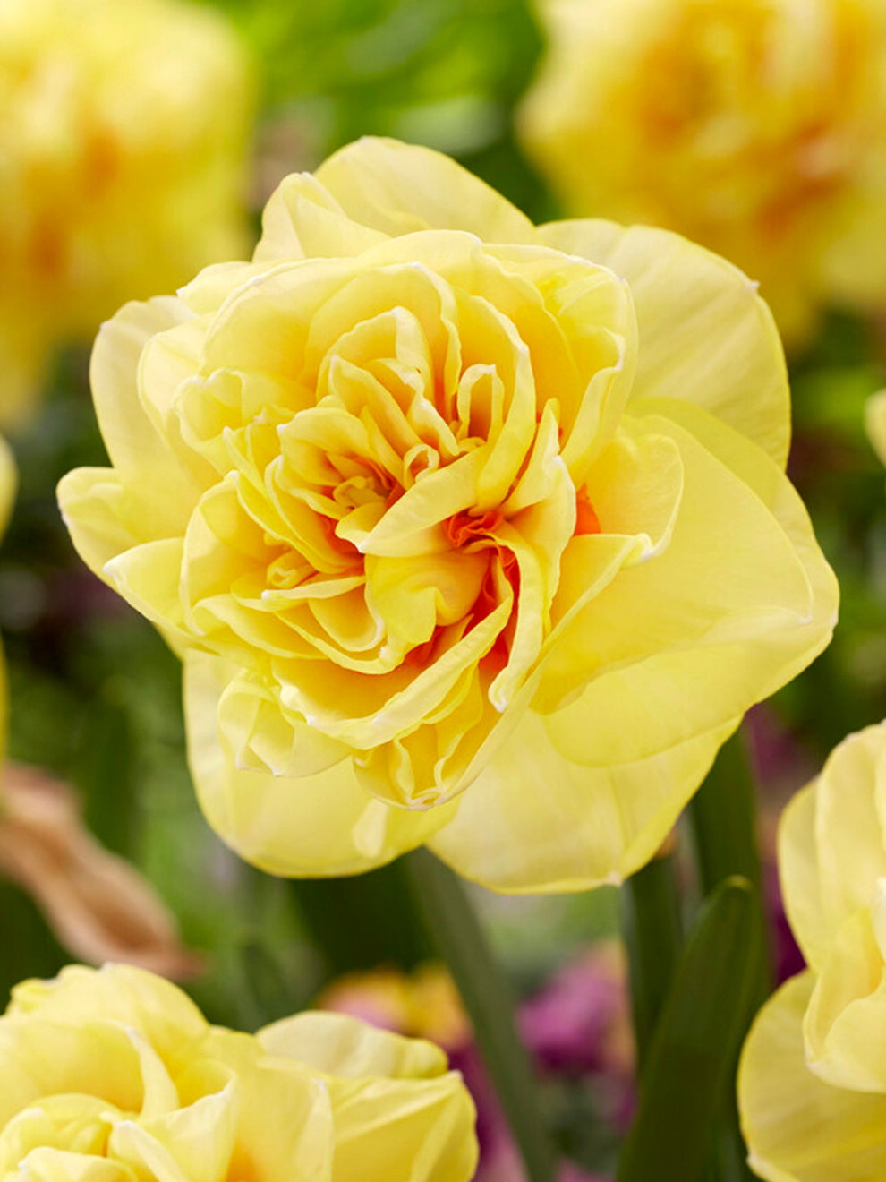 Cream and yellow Daffodil English Style bloom