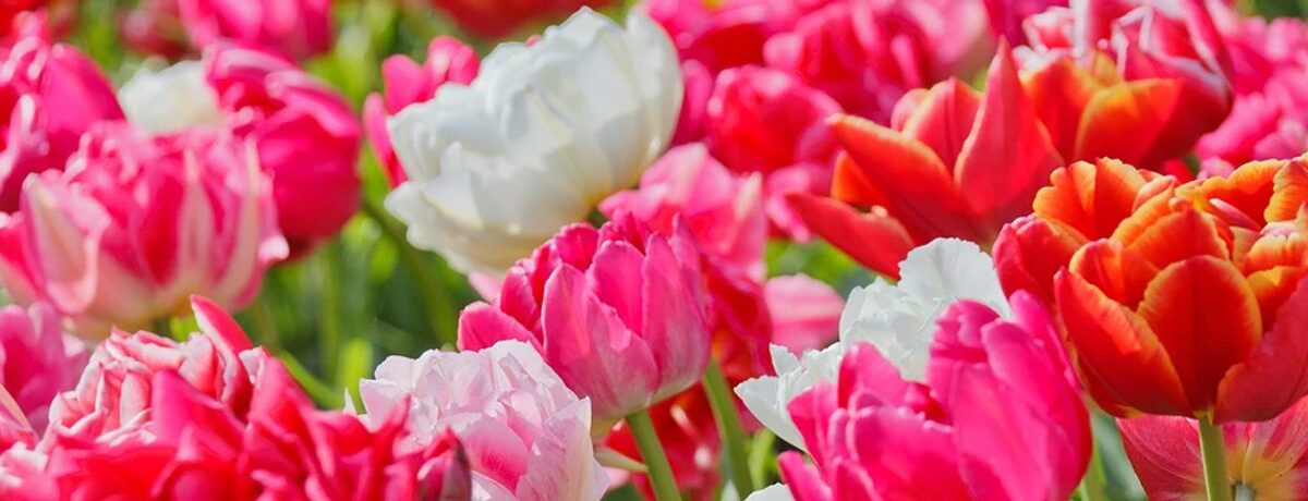 DutchGrown™ Review: A UK Garden Bulb Range with Real Depth