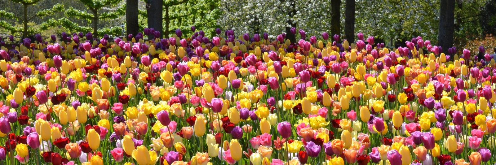 Colourful spring flower beds at Keukenhof