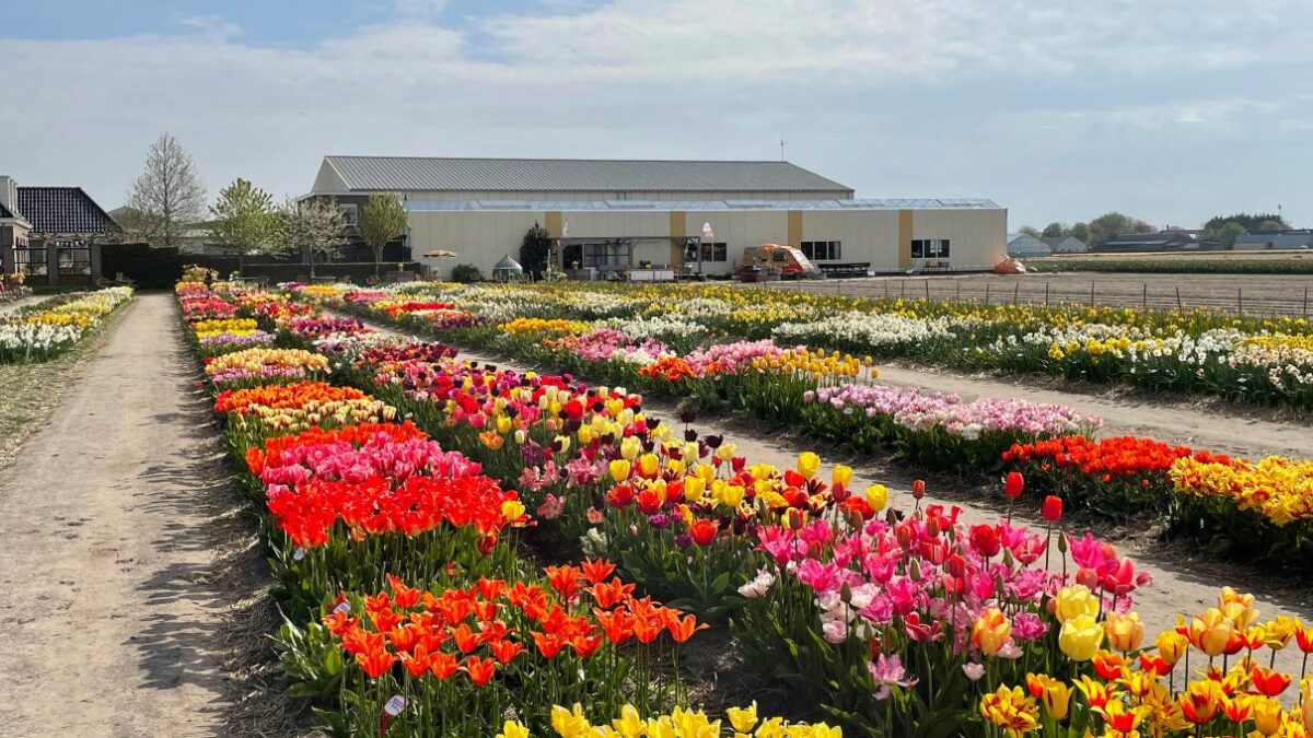 DutchGrown™ Bulb Guide: Match Spring Flowers to Your Space