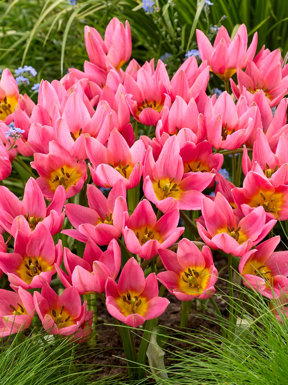 Mauve-pink Tulip Daniella with crimson markings