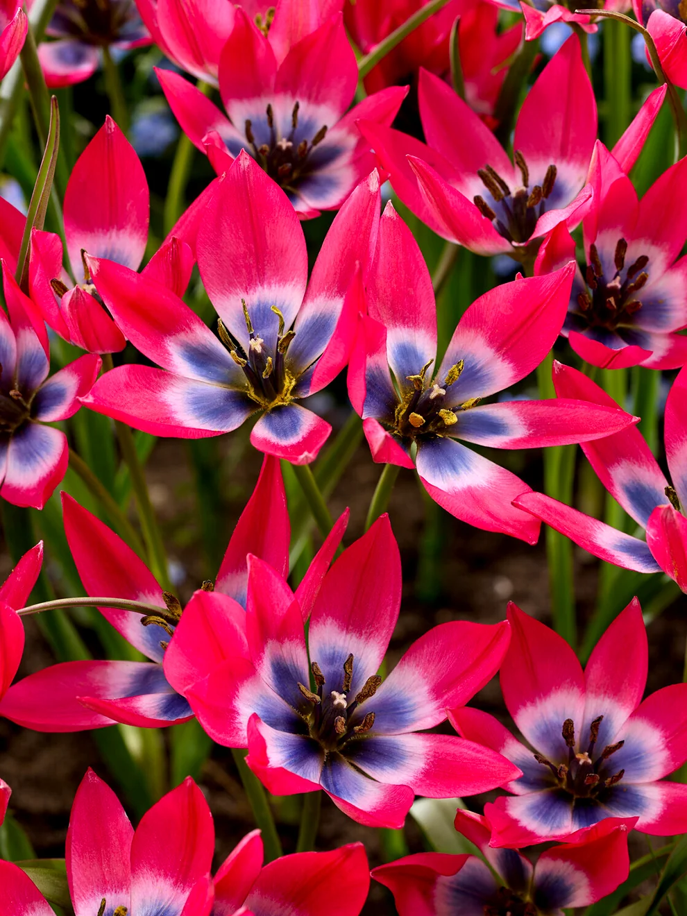 Pink Tulip Little Beauty flowers