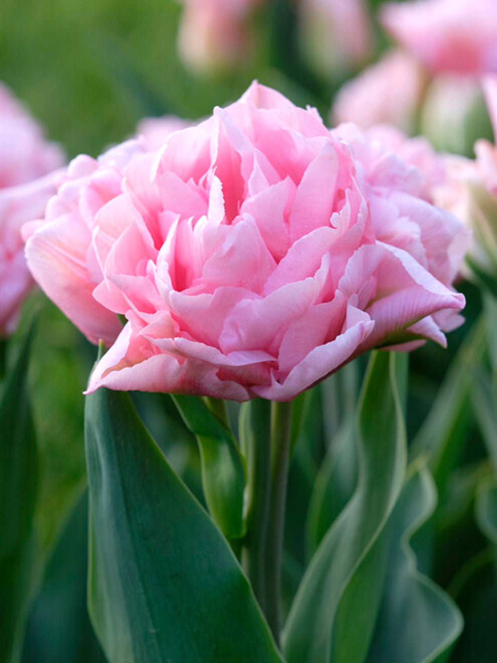 Soft-toned Tulip Perfect Wedding flowers