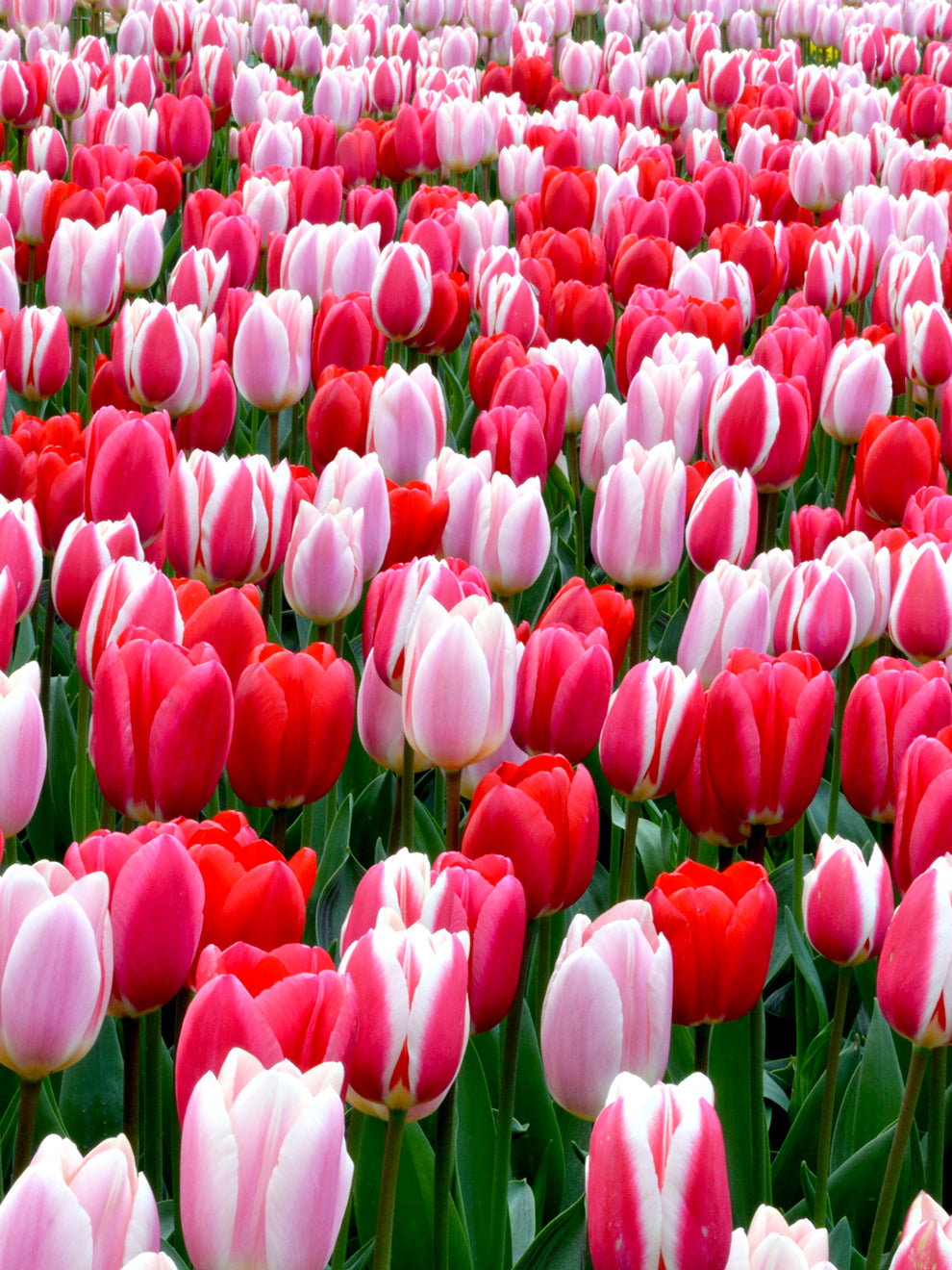 Colourful tulips from the Strawberry Fields collection