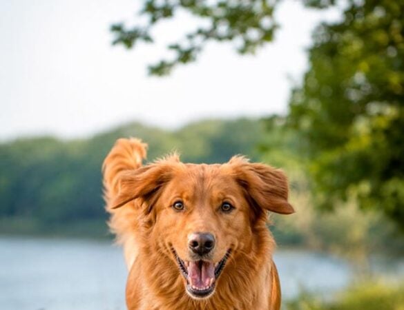 Aktiver Hund beim Spaziergang in der Natur
