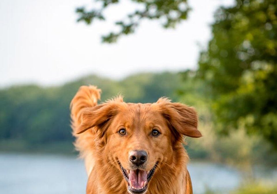Fidelis DE+AT Review: Welche Frische-Menüs passen zum Hundealltag?