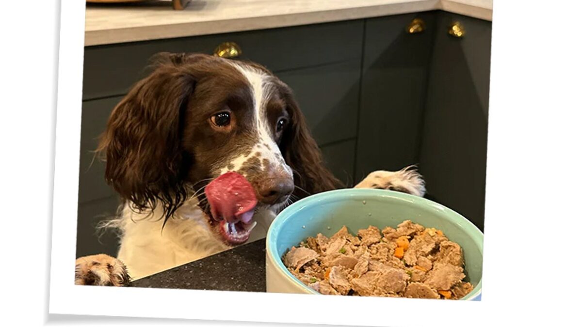Fidelis DE+AT Kaufguide: Frischemenüs und Snacks passend zum Hundealltag auswählen