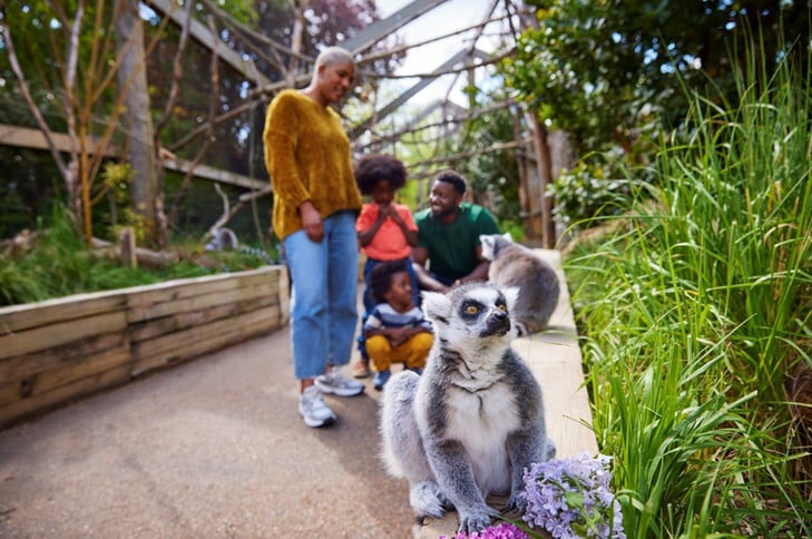 Lemurs at a London attraction