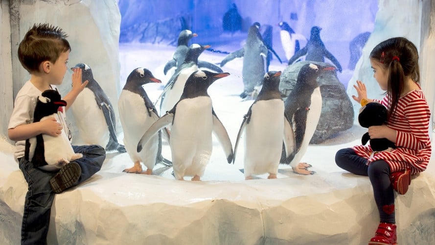 Children viewing penguins at SEA LIFE Birmingham