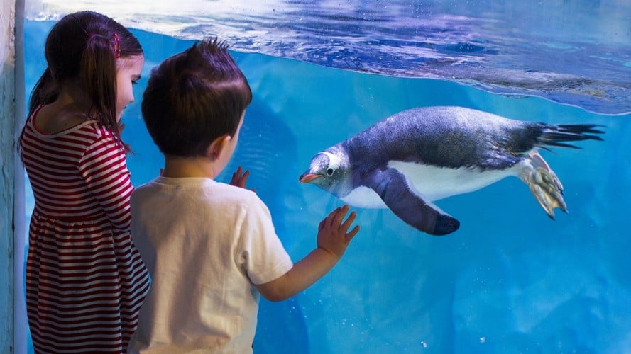 Penguins viewed by visitors at SEA LIFE Birmingham