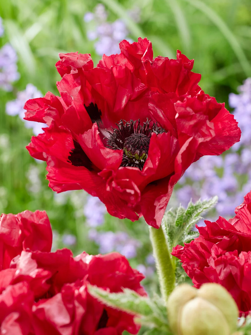 Red Papaver Red Rumble poppy