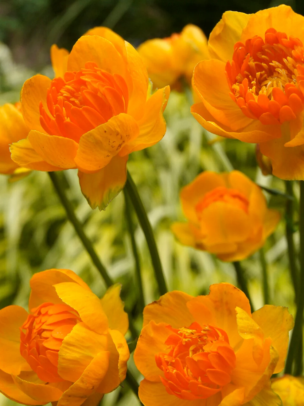 Yellow-orange Trollius Orange Crest globeflower