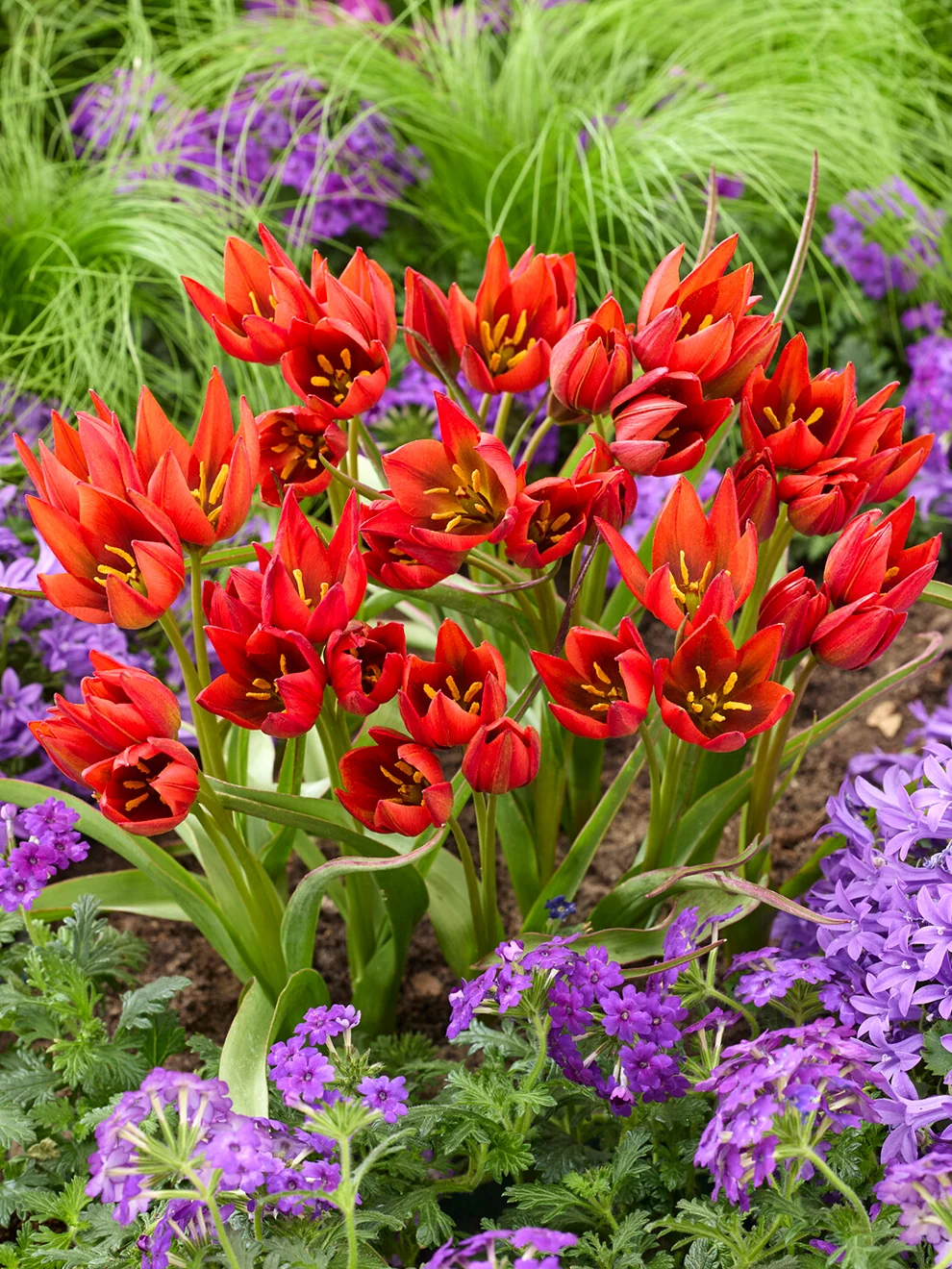 Compact red Tulip Mara flowers growing in a garden border