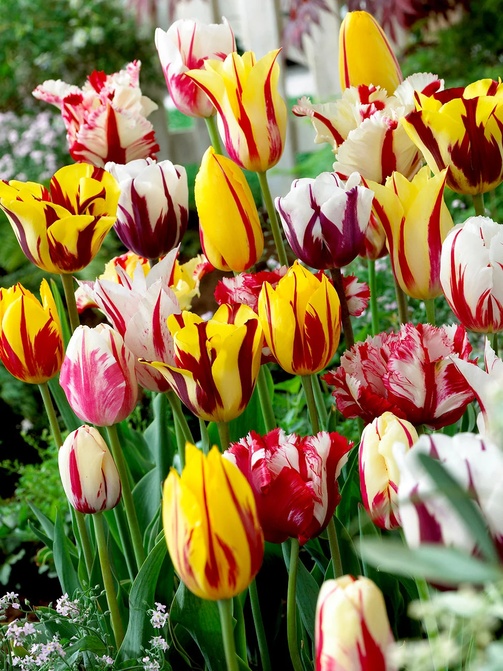 Variegated tulip blooms in the Rembrandt Mix