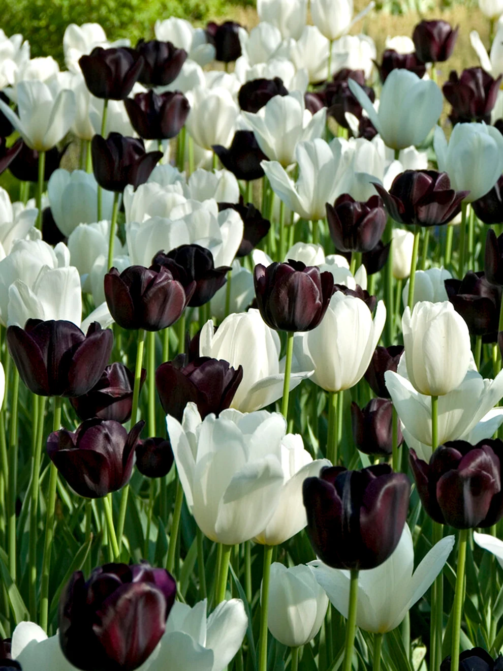 Striped tulips from the Tulip Zebra Collection